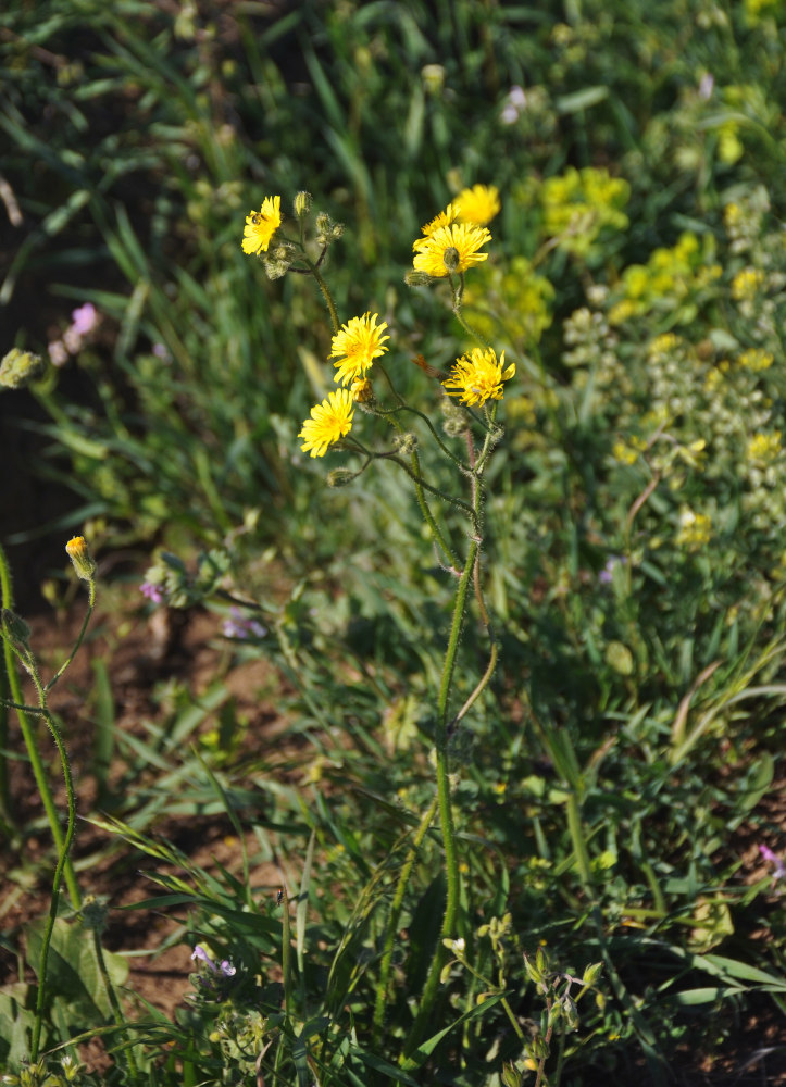 Image of Lagoseris sancta specimen.