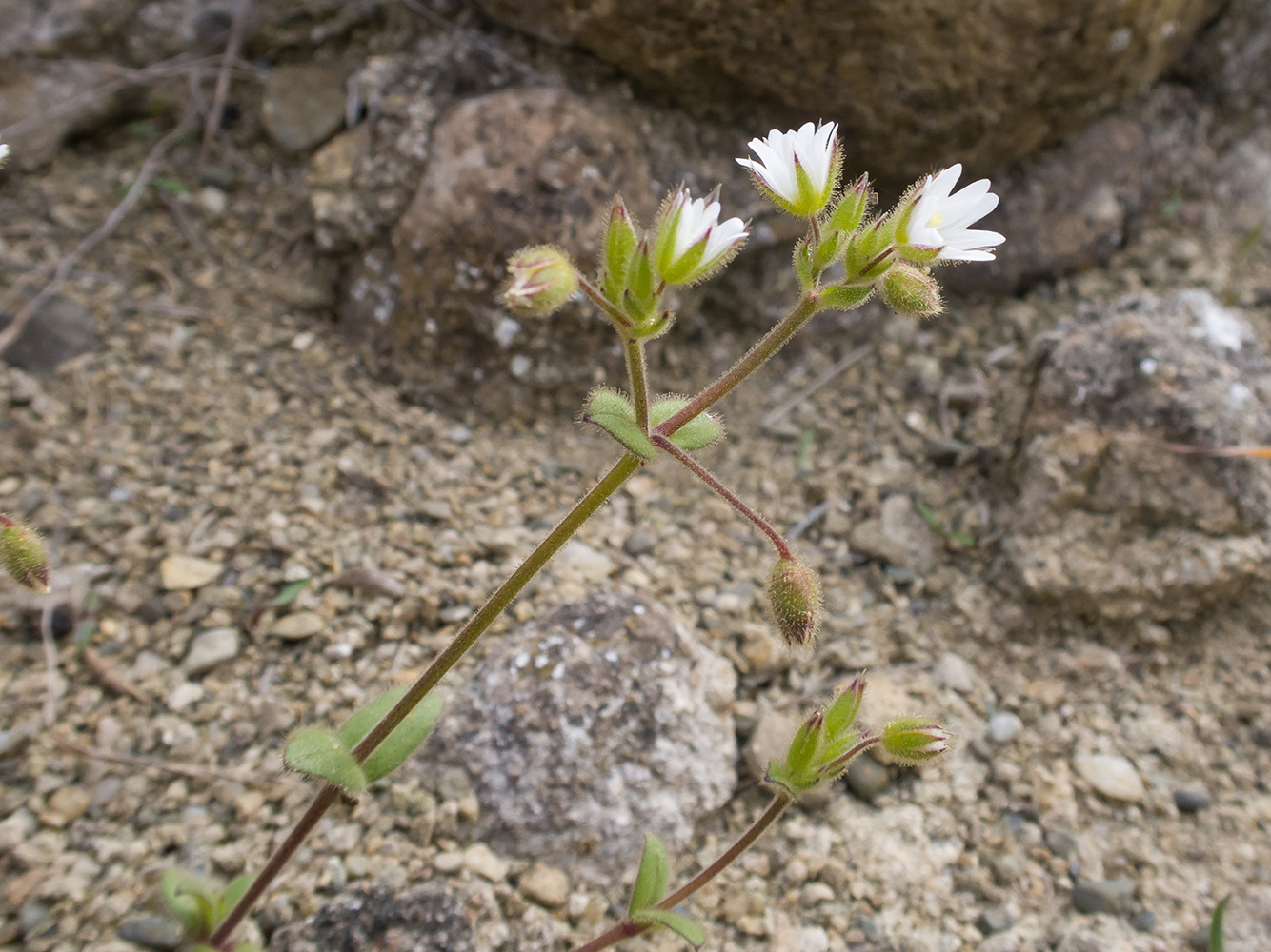 Image of Cerastium brachypetalum ssp. tauricum specimen.