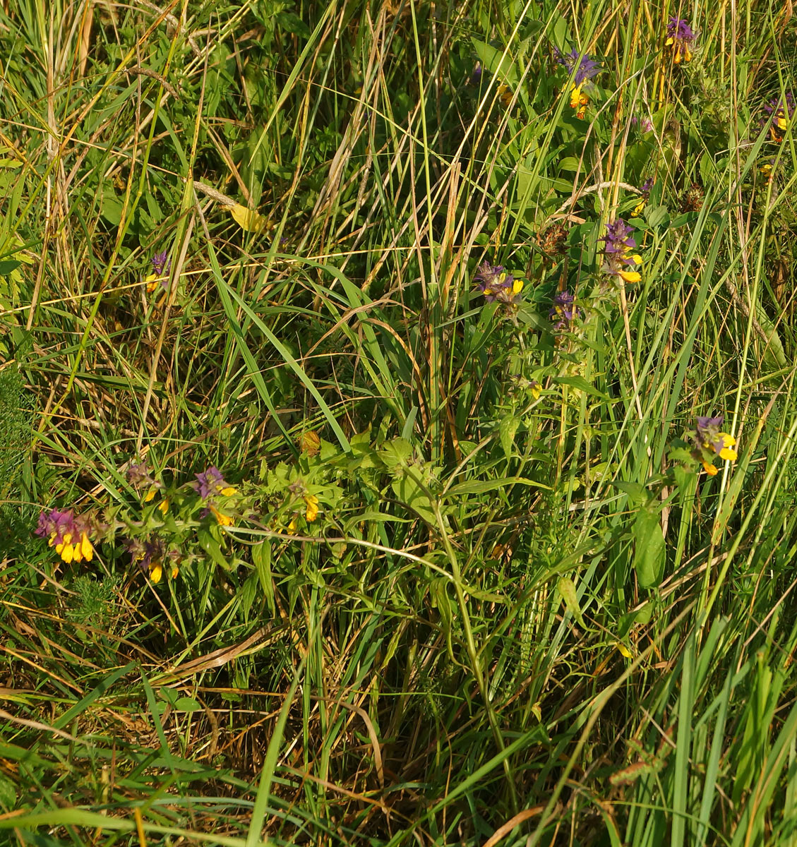 Изображение особи Melampyrum nemorosum.