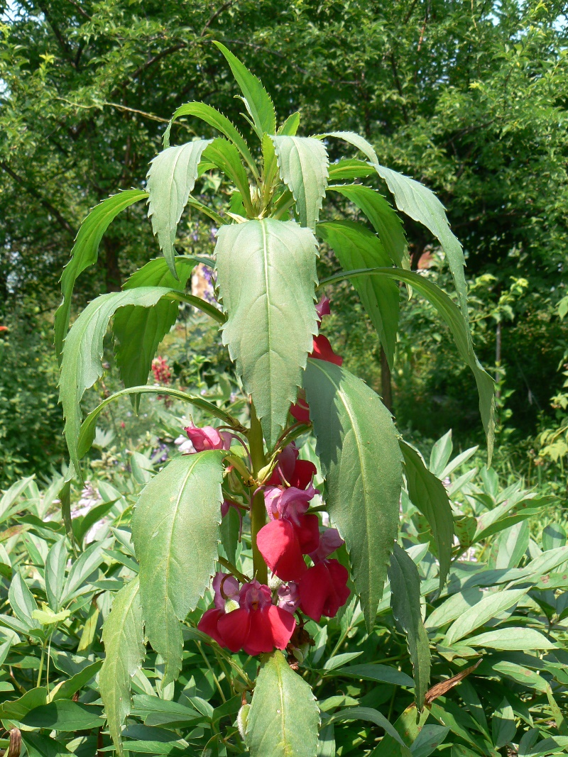 Image of Impatiens balsamina specimen.