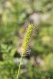 Setaria viridis