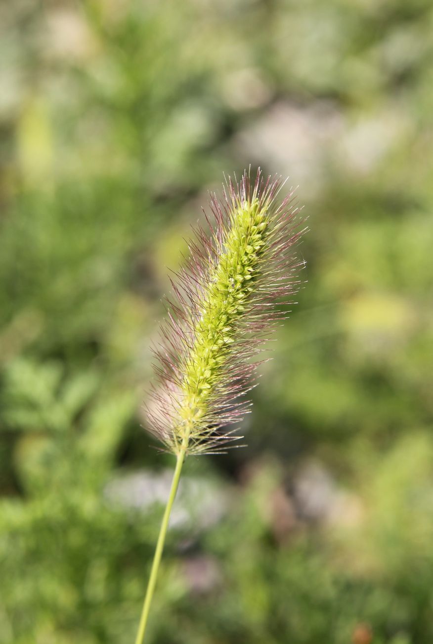 Image of Setaria viridis specimen.