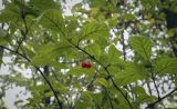 Lonicera glutinosa