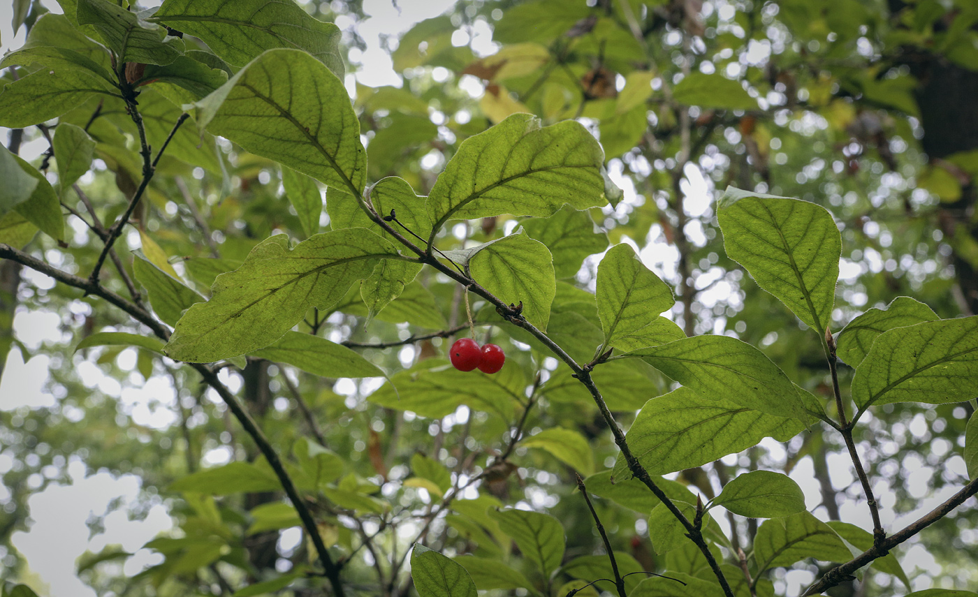 Image of Lonicera glutinosa specimen.