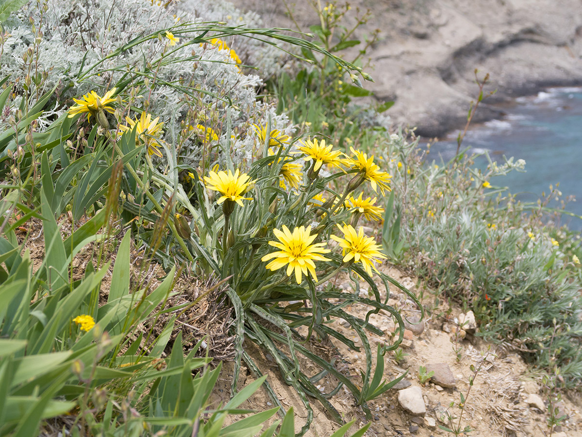 Image of Scorzonera mollis specimen.