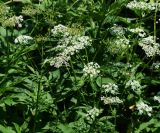 Chaerophyllum aromaticum