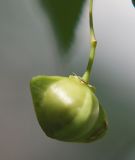Euonymus maximowiczianus