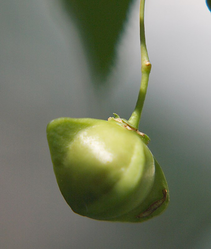 Image of Euonymus maximowiczianus specimen.