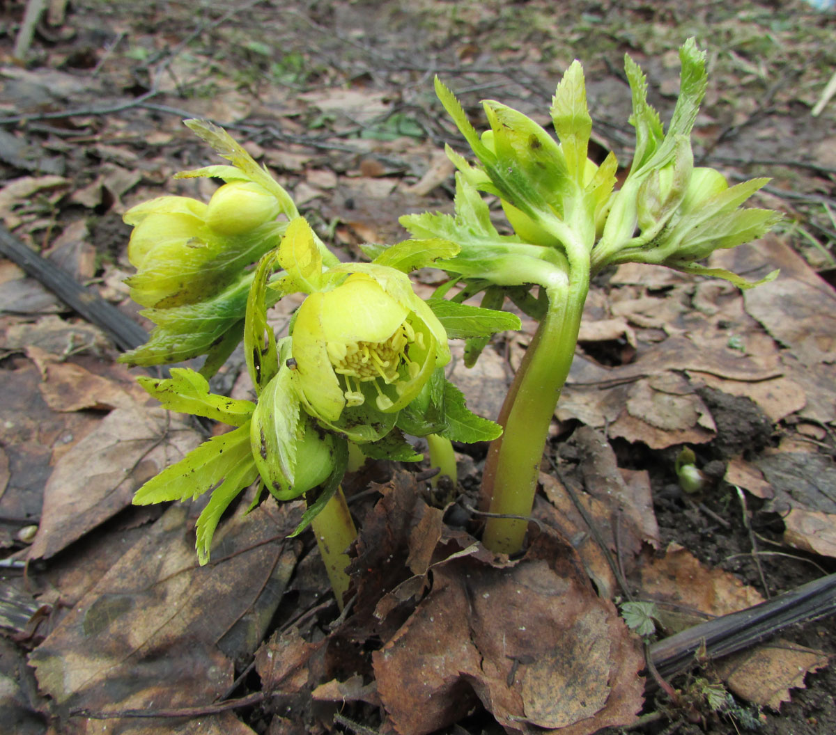 Image of Helleborus multifidus specimen.