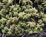 genus Sphagnum