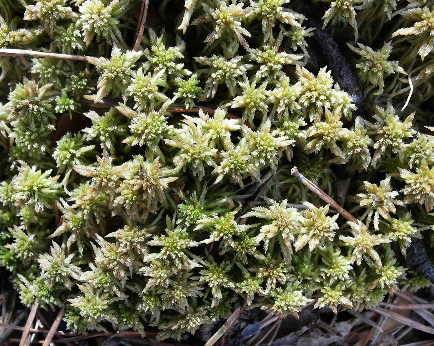 Image of Sphagnum centrale specimen.