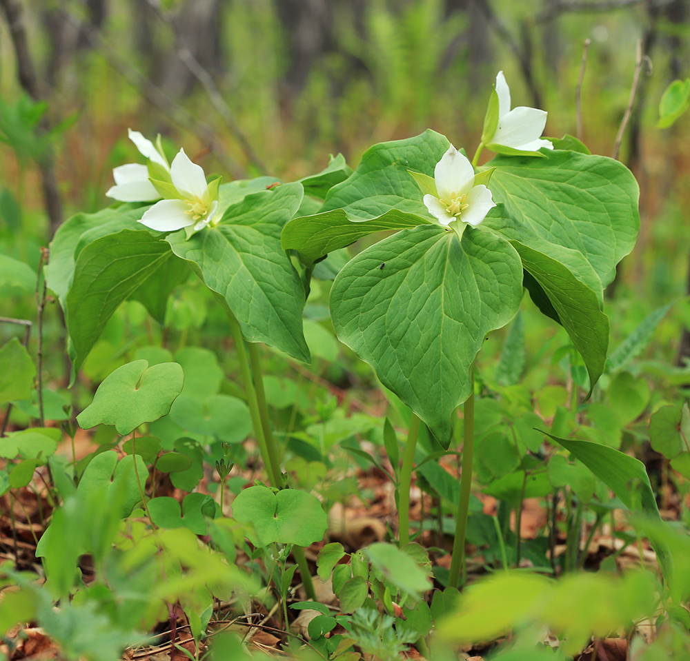 Изображение особи Trillium &times; komarovii.