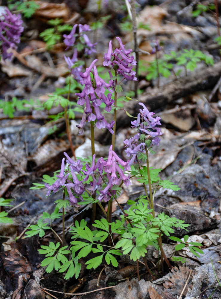 Image of Corydalis solida specimen.