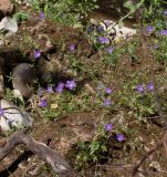 Campanula sidoniensis