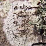 род Lecanora. Таллом с апотециями на стволе ольхи Alnus glutinosa. Московская обл., Одинцовский р-н, окр. г. Кубинка, берег мелкого ручья. 15.04.2022.