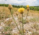 Centaurea orientalis