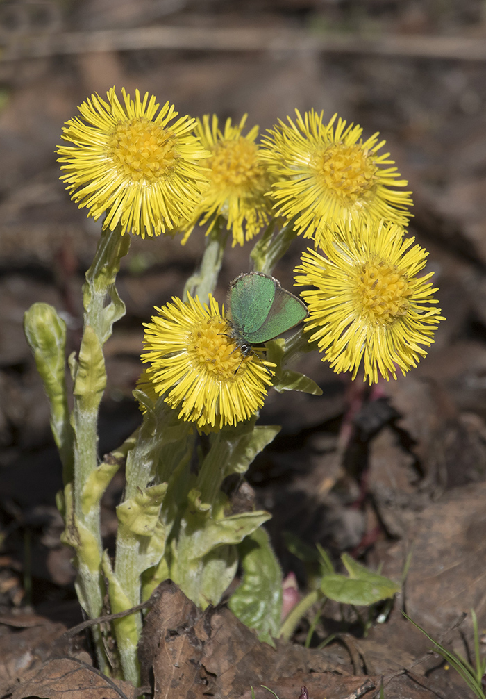 Image of Tussilago farfara specimen.