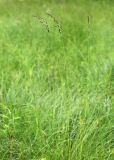 Calamagrostis neglecta