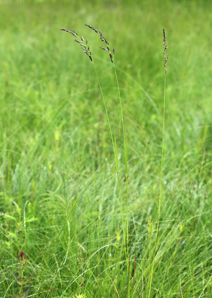 Image of Calamagrostis neglecta specimen.