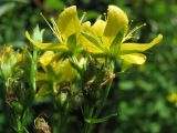 Hypericum tetrapterum. Соцветия. Крым, окр. с. Лучистое. 21 июля 2010 г.