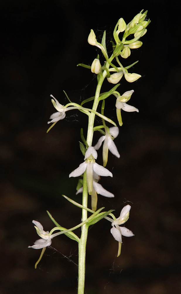 Изображение особи Platanthera bifolia.