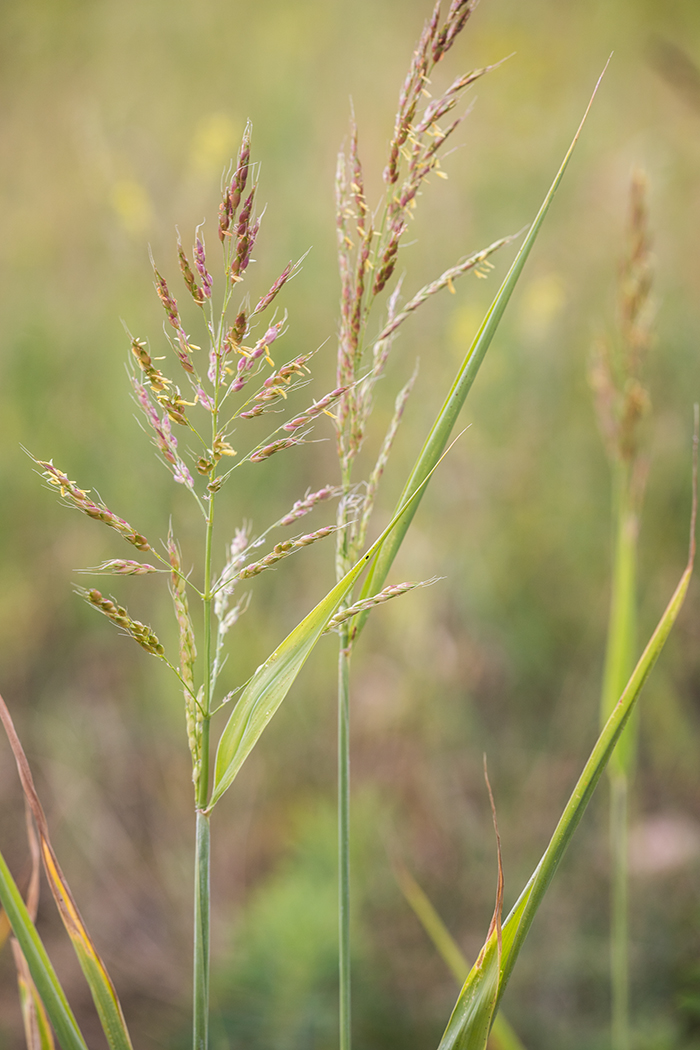 Image of Sorghum &times; drummondii specimen.