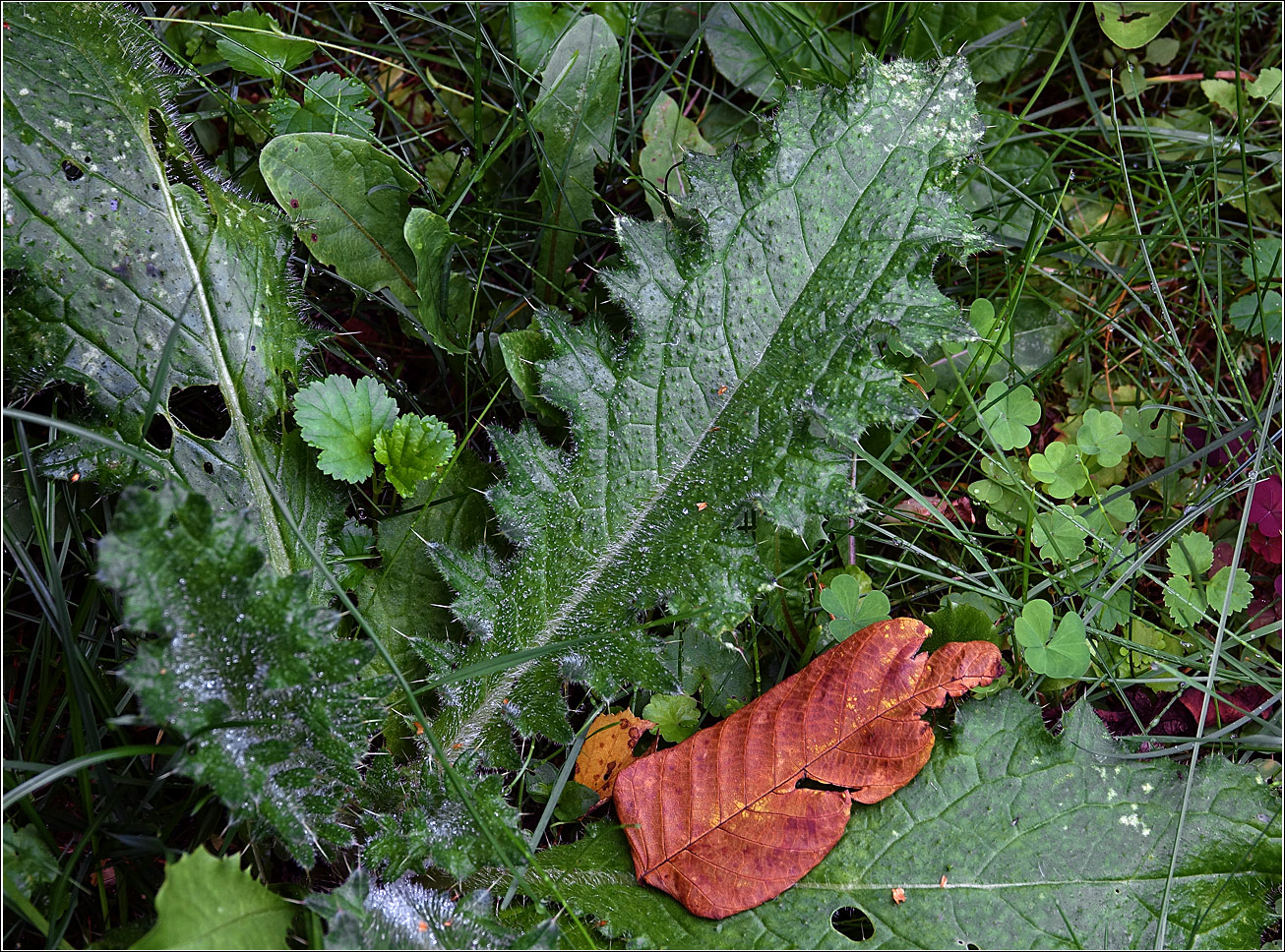 Изображение особи семейство Asteraceae.