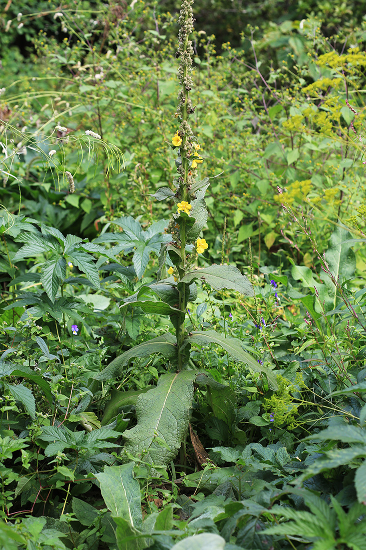 Изображение особи Verbascum densiflorum.