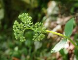 Hylotelephium caucasicum. Верхушка бутонизирующего растения, выросшего в условиях сильного затенения. Краснодарский край, Сочинский национальный парк, Агурское ущелье, поросший широколиственным лесом горный склон, образованный осадочными породами. 09.09.2022.