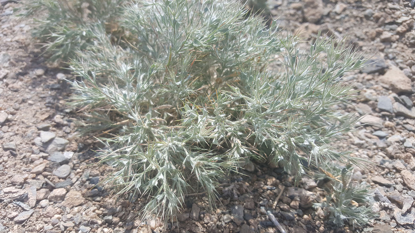 Изображение особи Ceratocarpus arenarius.