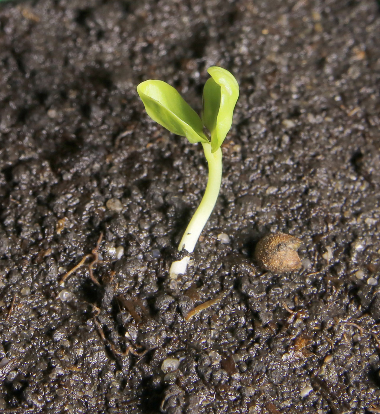 Image of Hibiscus palustris specimen.