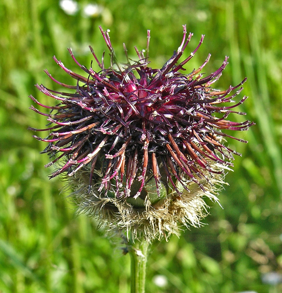 Image of Centaurea calocephala specimen.