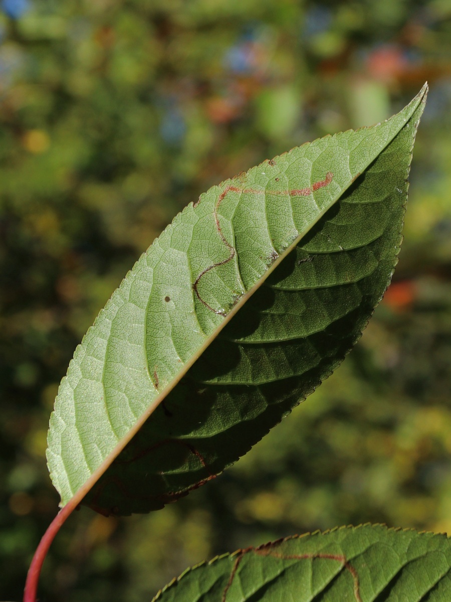Image of Cerasus vulgaris specimen.