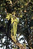 Cassia fistula. Плоды и листья. Индия, провинция Уттар-Прадеш, национальный парк \"Rajaji\". 04.12.2022.