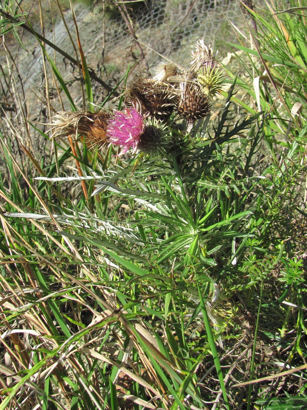 Image of Lamyra echinocephala specimen.