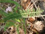 Achillea millefolium