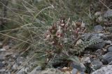 Pedicularis karatavica