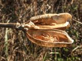 Lilium monadelphum. Вскрывшийся плод с удалённой створкой. Адыгея, Кавказский биосферный заповедник, ур. Яворова Поляна, ≈ 1900 м н.у.м., субальпийский луг. 01.11.2015.