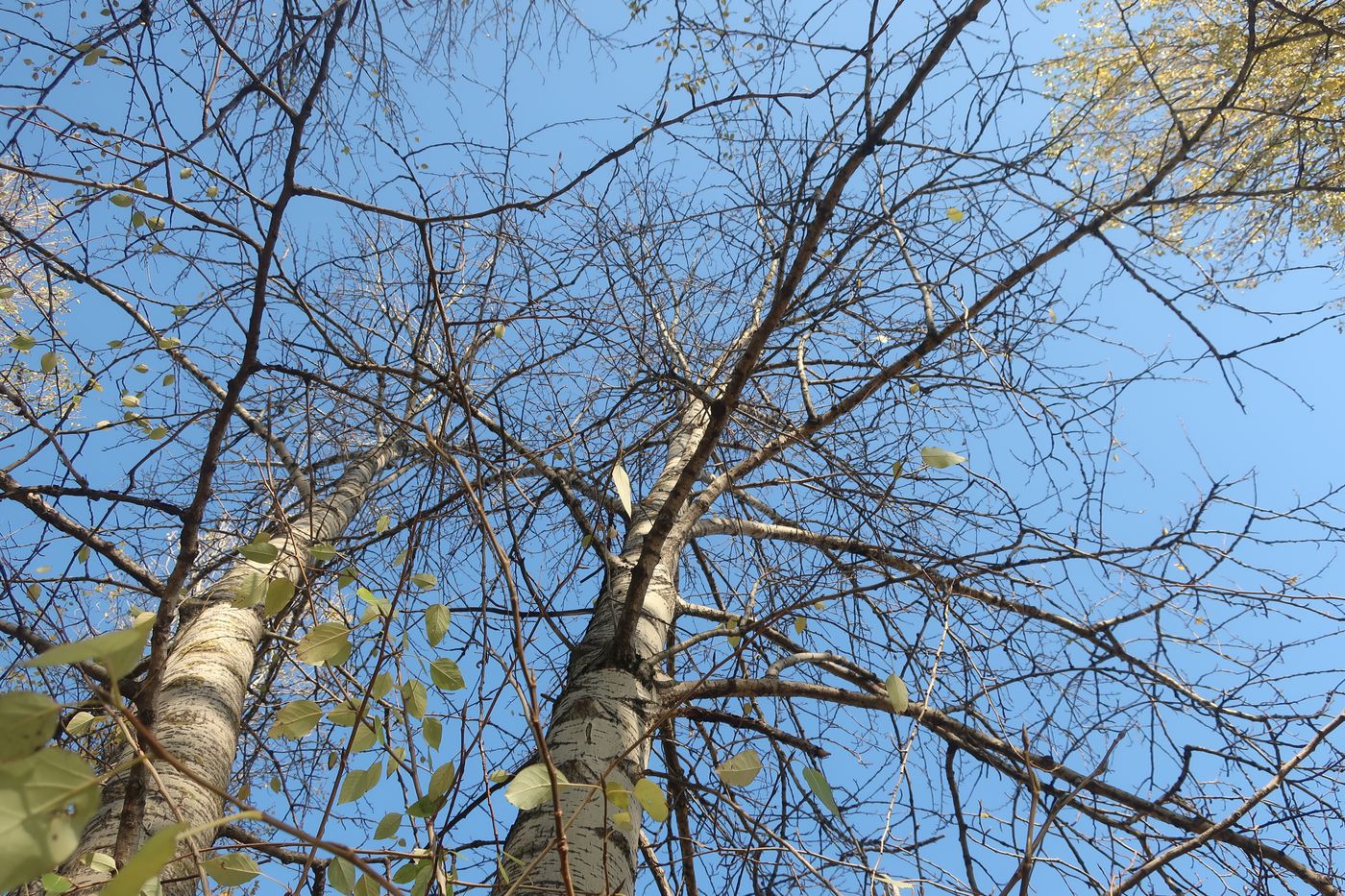 Image of genus Populus specimen.
