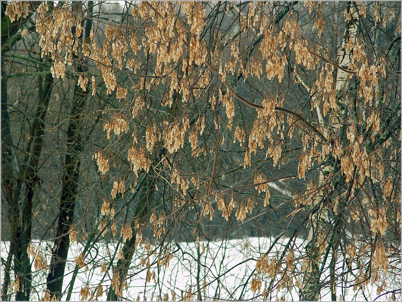 Image of Acer negundo specimen.