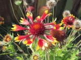 genus Gaillardia. Соцветие. Беларусь, Гродненская обл., г. Новогрудок, в щелях между плиткой. 09.09.2021.