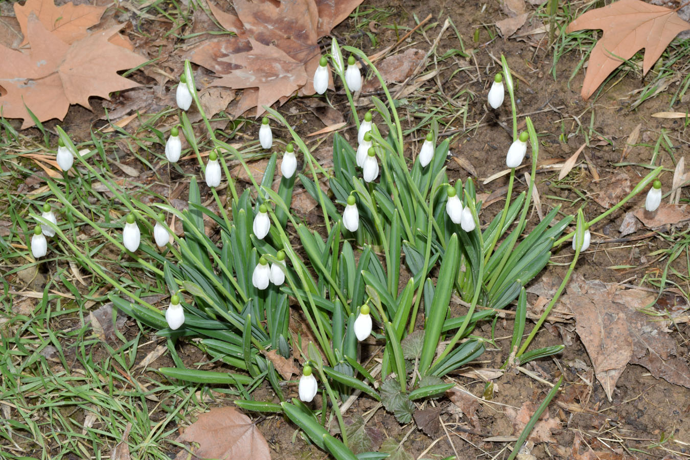 Изображение особи Galanthus plicatus.