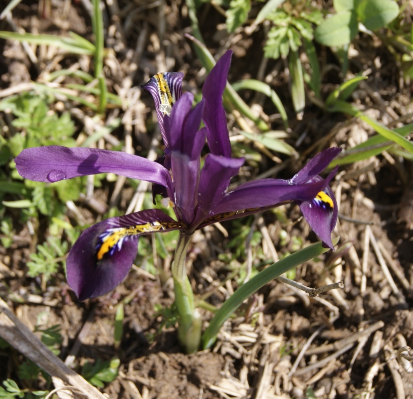 Изображение особи Iridodictyum reticulatum.