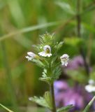 род Euphrasia