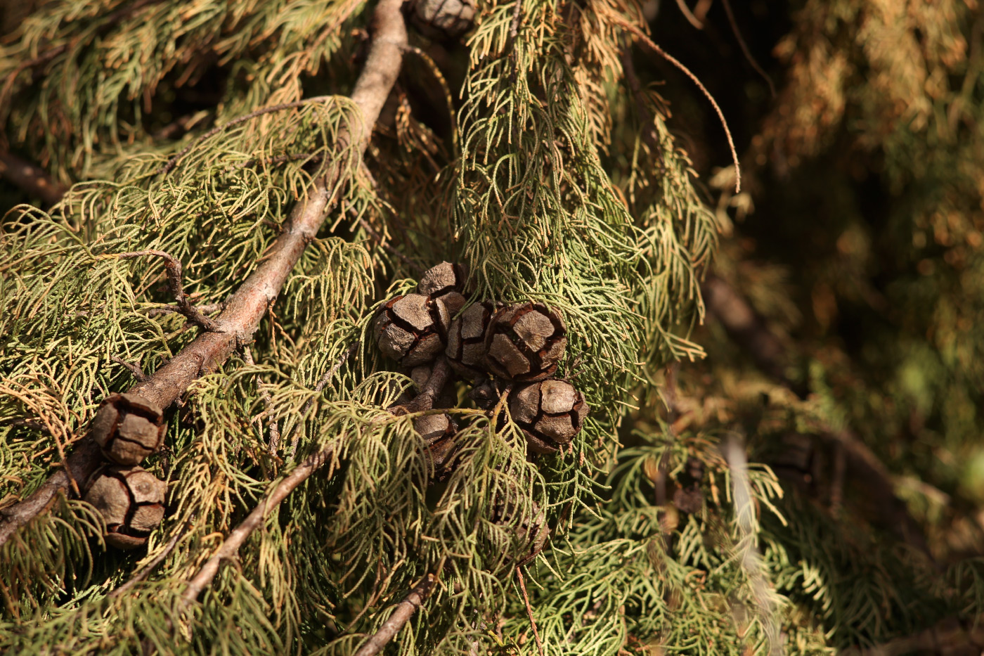 Изображение особи Cupressus sempervirens.