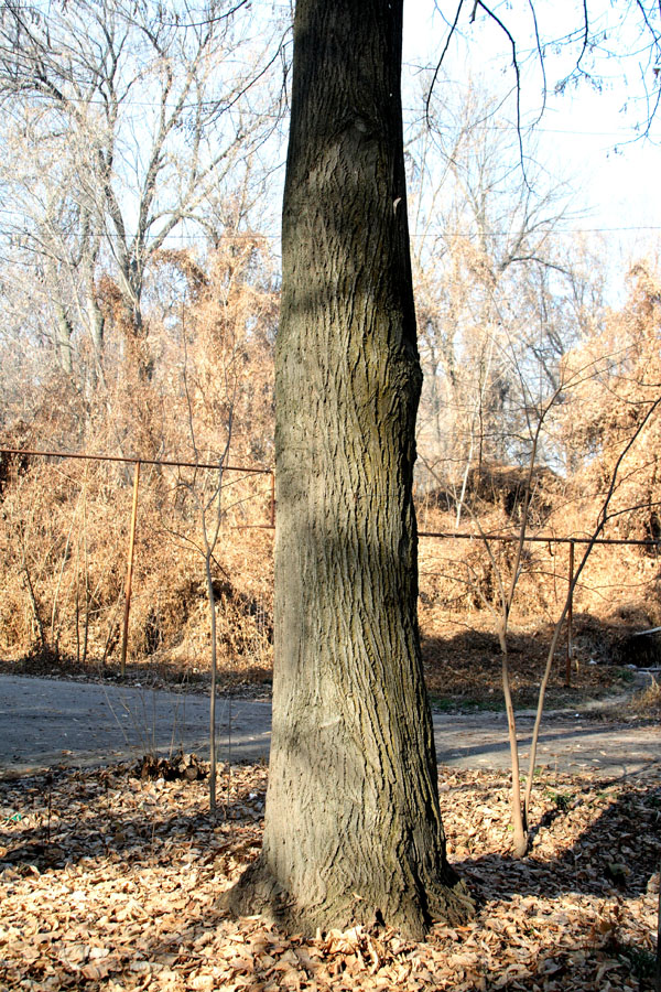 Image of Tilia americana specimen.