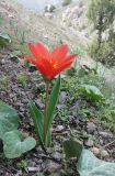 Tulipa vvedenskyi