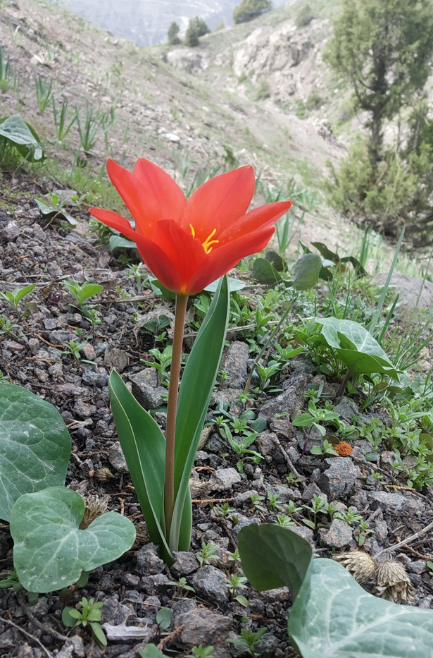 Изображение особи Tulipa vvedenskyi.
