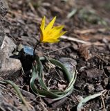 Tulipa heteropetala