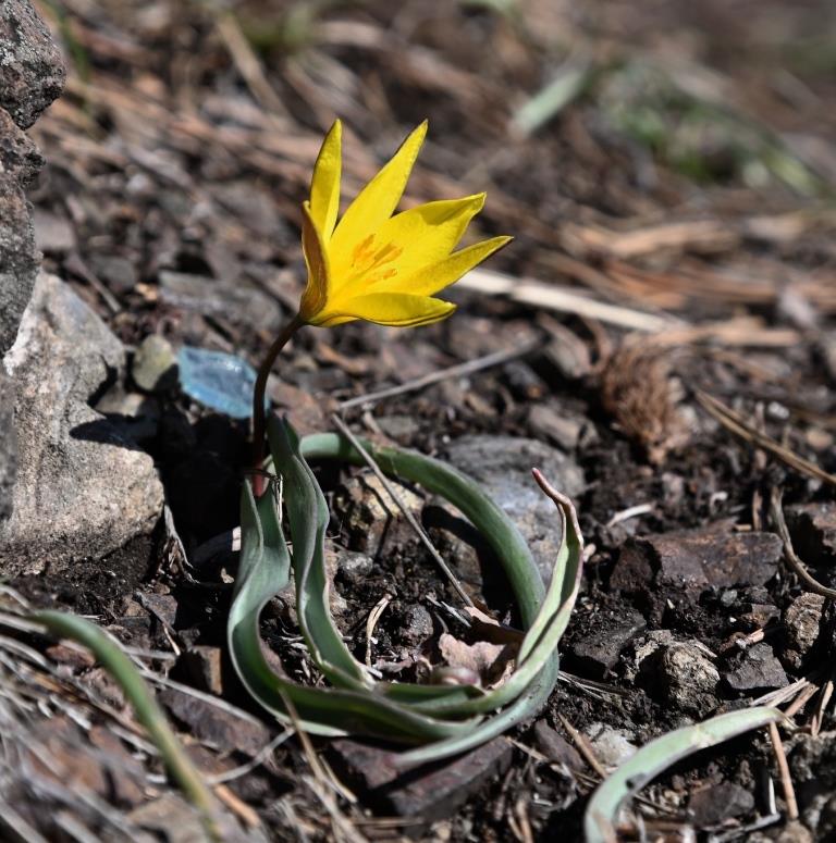 Image of Tulipa heteropetala specimen.